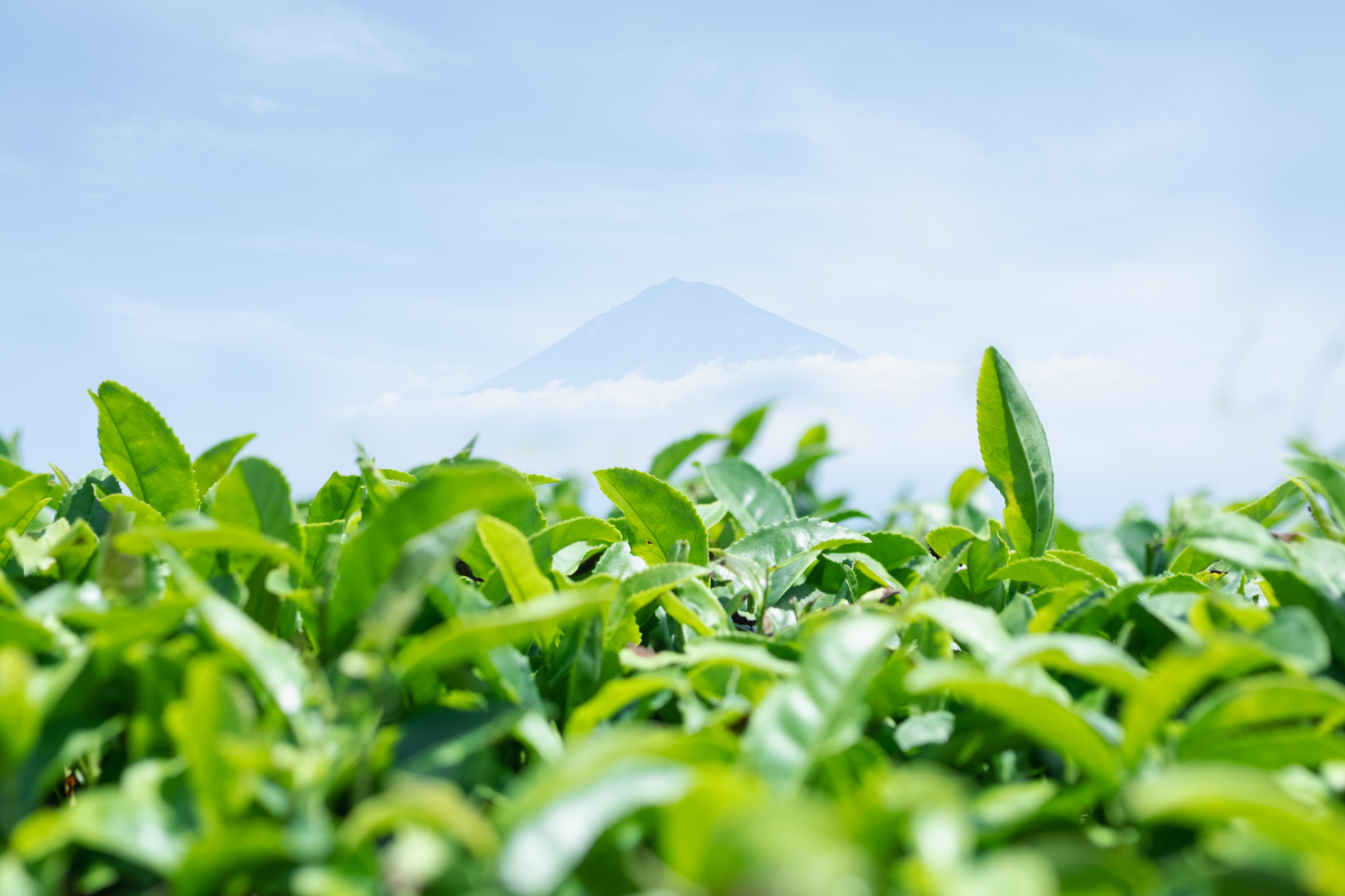 茶畑の新芽と遠くにかすむ富士山