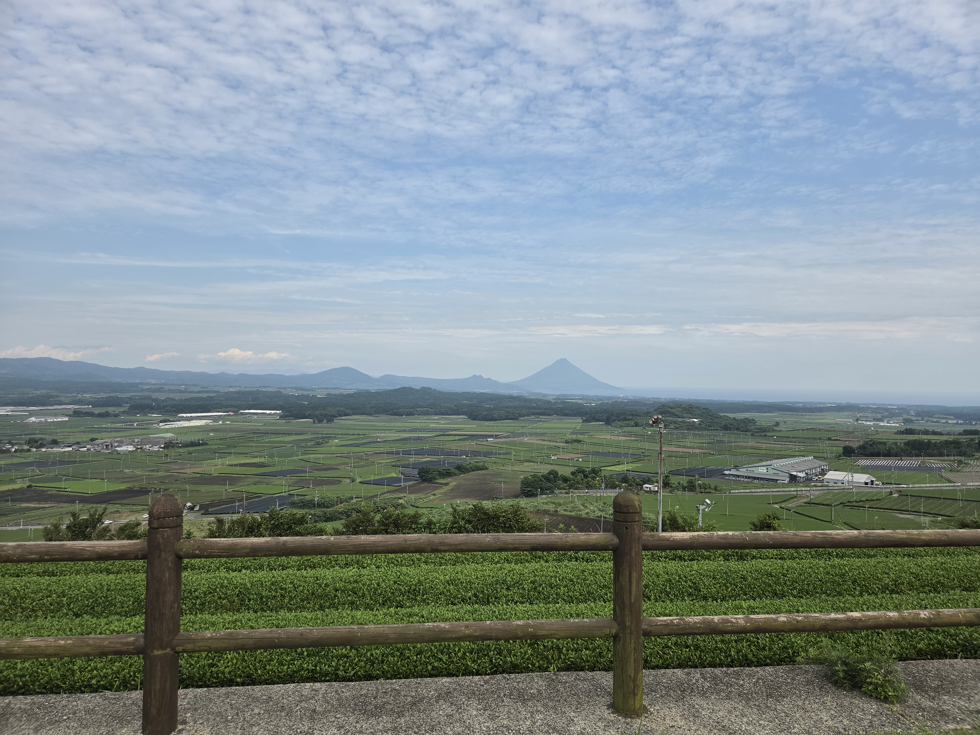開聞岳を望む鹿児島の広大な茶畑